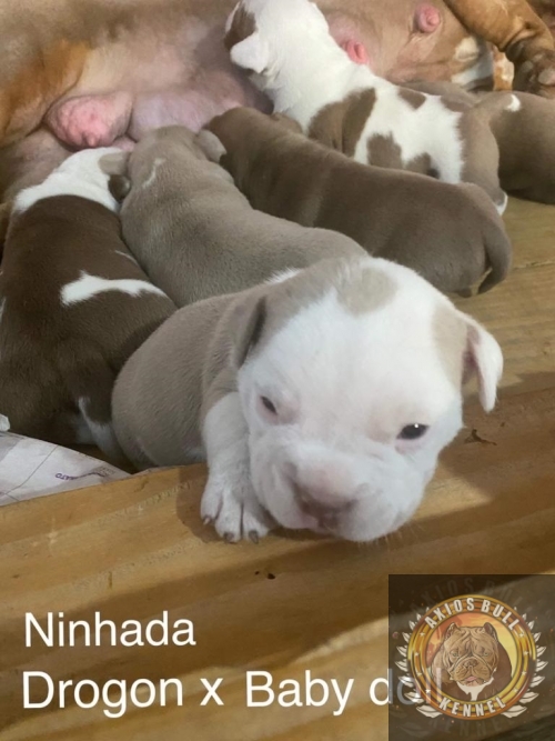 Fotos Ninhada